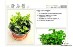 들꽃향기 공기정화초화식물 탑사철 : 공기정화식물 - 엑스플랜트