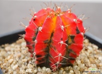 어메이징금 -240110 : 아프리카식물(코덱스) - 엑스플랜트