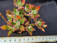 부용1 : 다육식물 - 엑스플랜트