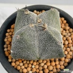 온즈카난봉옥선인장 교배종 튼튼사이즈좋아요 0162 산아래다육이 : 선인장 - 엑스플랜트 온즈카난봉옥선인장 교배종  튼튼사이즈좋아요  0162... 