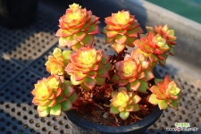 매직쨈골드 700114 : 다육식물 - 엑스플랜트