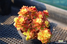 매직쨈골드 700114 : 다육식물 - 엑스플랜트