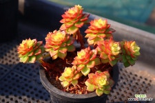 매직쨈골드 700114 : 다육식물 - 엑스플랜트