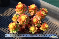 매직쨈골드 700114 : 다육식물 - 엑스플랜트