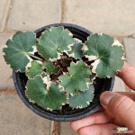 무늬바위취 삼색무늬바위취 야생화 (랜덤배송) 소품 : 관엽식물 - 엑스플랜트