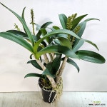 노랑꽃이 매력적인 대명석곡 (노랑) : 기타 서양란 - 엑스플랜트