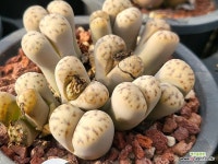 딘터리 101-973 : 리톱스 - 엑스플랜트