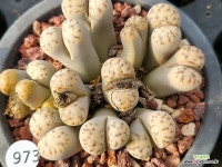 딘터리 101-973 : 리톱스 - 엑스플랜트