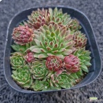 레드앤그린 바위솔-017 : 바위솔 - 엑스플랜트