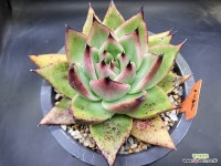 마제스타 : 다육식물 - 엑스플랜트