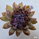 젬스톤1493 : 다육식물 - 엑스플랜트