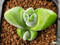 디스파 101-732 : 코노피튬 - 엑스플랜트