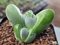 디스파 101-732 : 코노피튬 - 엑스플랜트