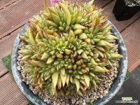 마제스타 철화 대품 1038 : 다육식물 - 엑스플랜트