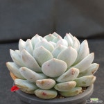 777 먼로 : 다육식물 - 엑스플랜트