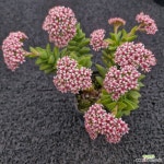 신동-023 : 다육식물 - 엑스플랜트