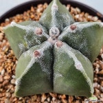 난봉옥 : 다육식물 - 엑스플랜트