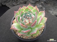 카시오적금 0210 : 다육식물 - 엑스플랜트