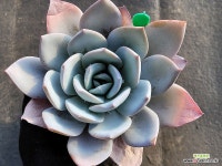 백련 02131 : 다육식물 - 엑스플랜트