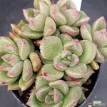 아르제0214-467 : 다육식물 - 엑스플랜트