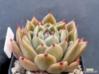 스파이시 02141 : 다육식물 - 엑스플랜트