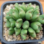 축전 0214-2 : 코노피튬 - 엑스플랜트