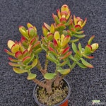 미니염좌-026 : 다육식물 - 엑스플랜트