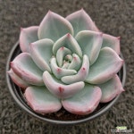 마틸라-026 : 다육식물 - 엑스플랜트