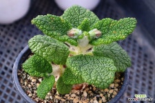 단애의여왕 0702017 : 아프리카식물(코덱스) - 엑스플랜트