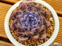 잼스톤703 : 다육식물 - 엑스플랜트