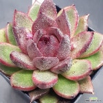 sp0219-960 : 다육식물 - 엑스플랜트