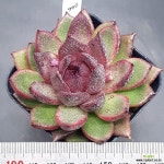 sp0219-960 : 다육식물 - 엑스플랜트