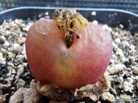 마우가니 레드 홍보석3338 : 코노피튬 - 엑스플랜트