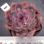 다크초코렛0222-860 : 다육식물 - 엑스플랜트