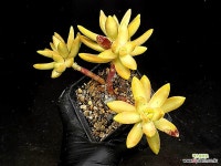 명월 36-68 : 다육식물 - 엑스플랜트