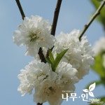 [나무인] 남경도화 꽃복숭아 흰색꽃 분뜨기 : 조경나무 묘목 - 엑스플랜트