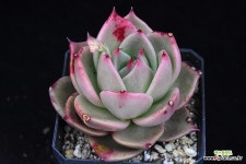 제이드스타 569 : 다육식물 - 엑스플랜트