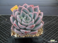 은가비2-3186 : 다육식물 - 엑스플랜트