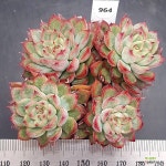 메비나0229-964 : 다육식물 - 엑스플랜트