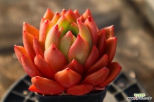 레드망고 700301 : 다육식물 - 엑스플랜트 레드망고  700301 : 다육식물 - 엑스플랜트