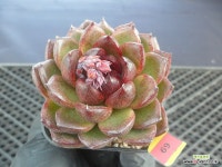 캣츠아이(cats eye)3-69 : 다육식물 - 엑스플랜트