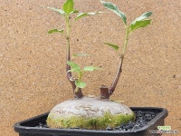 아프리카식물/도르스테니아 잔지바리카-4863 아프리카농장 : 아프리카식물(코덱스) - 엑스플랜트