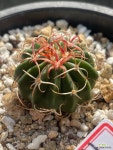 실생선인장)광자능파1160 : 선인장 경매 - 엑스플랜트