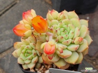 에일린 : 다육식물 - 엑스플랜트