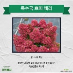 목수국 쁘띠체리 P9포트 왜성종 조경수묘목 작은정원 테라스 플랜테리어 정원에서 : 꽃나무 묘목 - 엑스플랜트 목수국 쁘띠체리  P9포트 왜성종... 