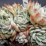 sp0305-390 : 다육식물 - 엑스플랜트