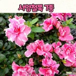서양철쭉(10cm 화분) 아젤리아 7종 아지리아 봄꽃 관목 키작은 꽃나무 : 야생화 - 엑스플랜트