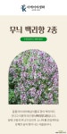 [더케이야생화] 무늬 백리향 3개 세트 (소품/4치포트) : 야생화 - 엑스플랜트