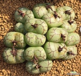 청희 193 : 코노피튬 - 엑스플랜트