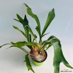 박쥐란 키우기쉬운 실내식물 반려식물 거실인테리어 : 공기정화식물 - 엑스플랜트